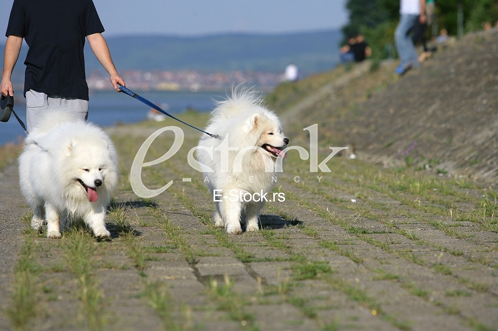 walking the dog on a beautiful sunny day