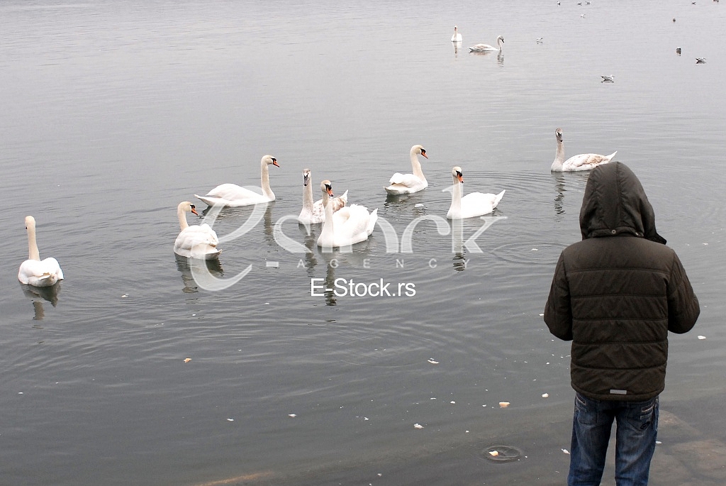 White swans