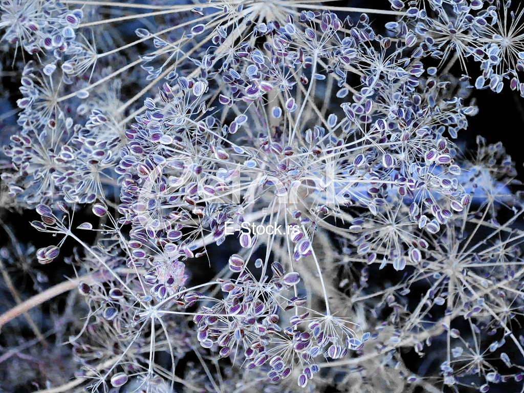 fennel