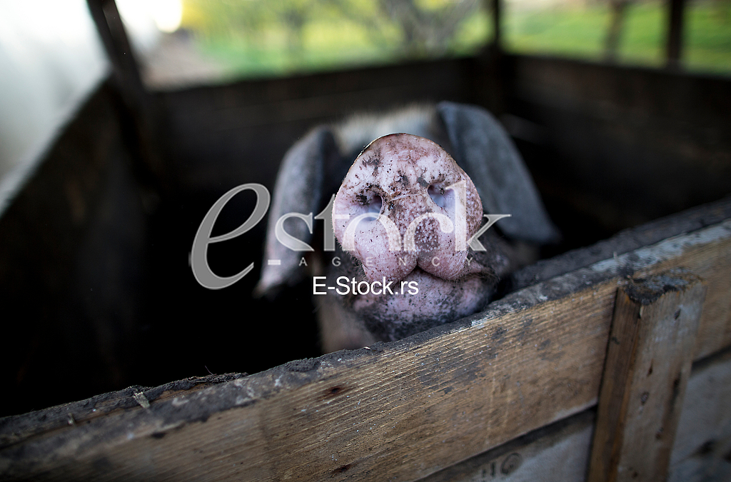 Goat farm Serbia