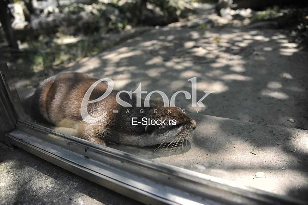 Belgrade zoo on summer day