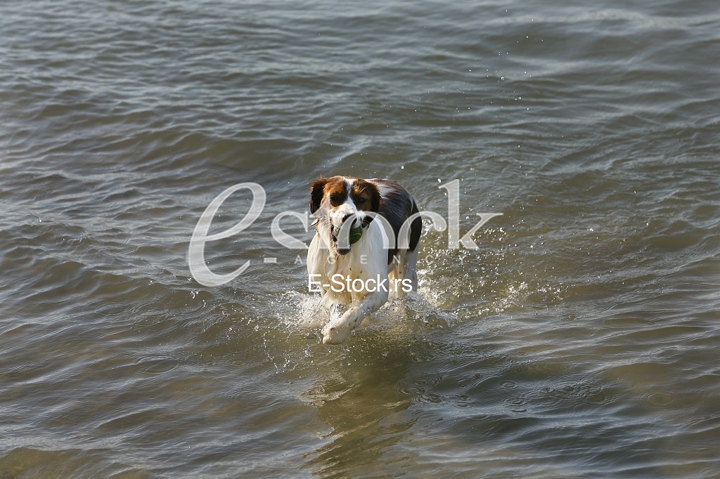 a dog swims in the water and playing with a ball in the water