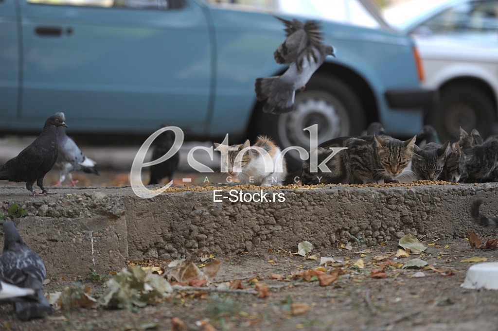 hungry cats and pigeons about cats