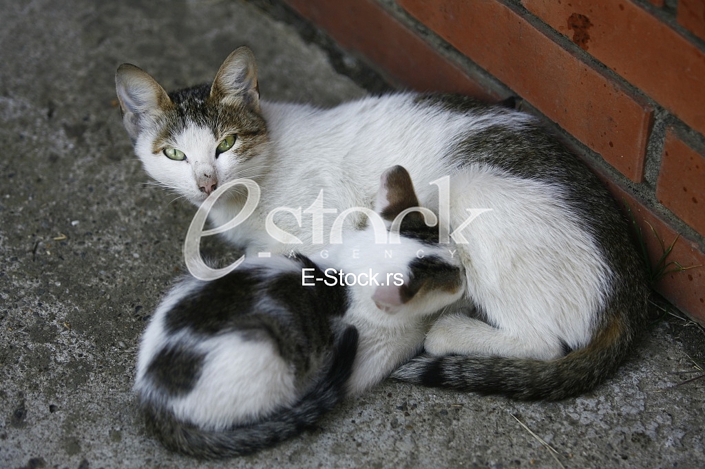 Cat pretty