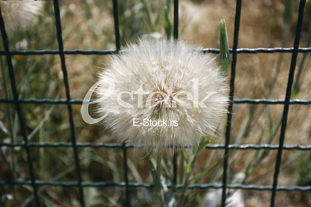 Dandelion seeds