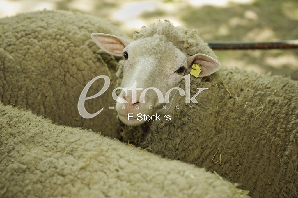Sheep