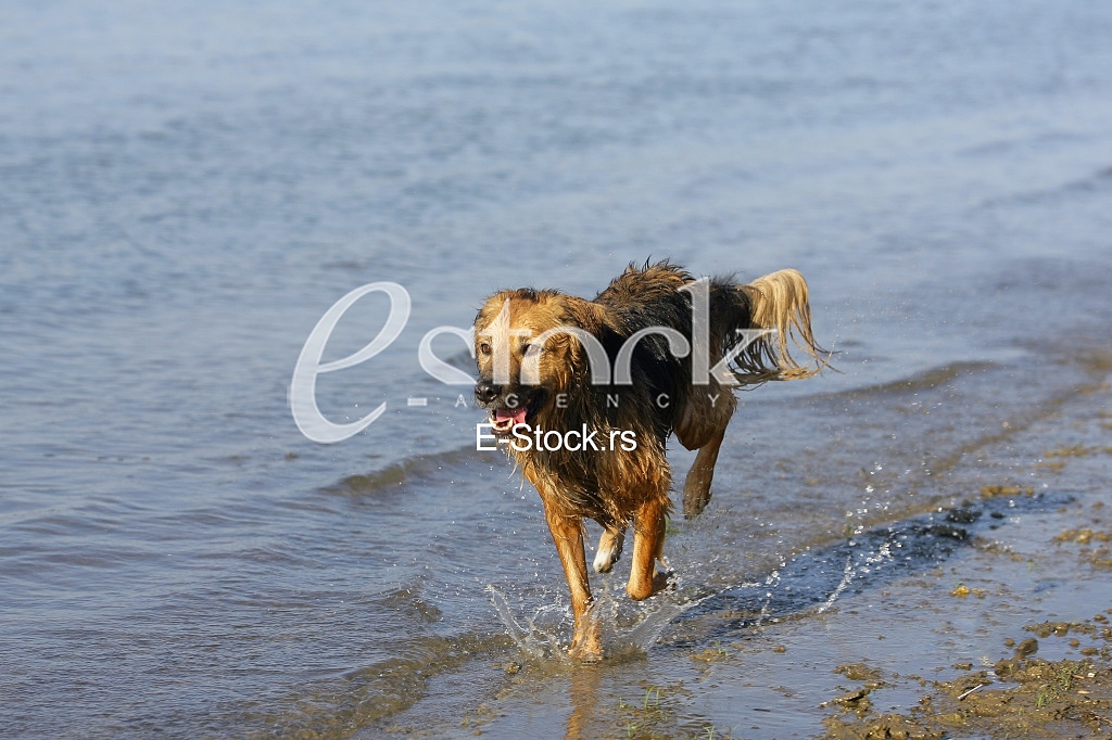 dog running through the water, dog runs on water