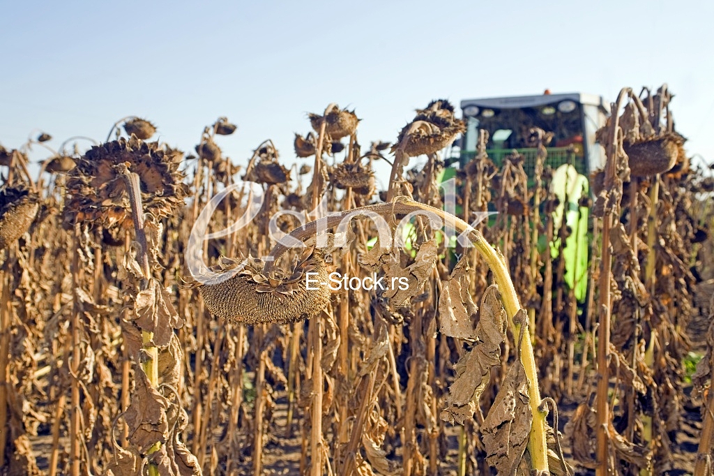 Agriculture
