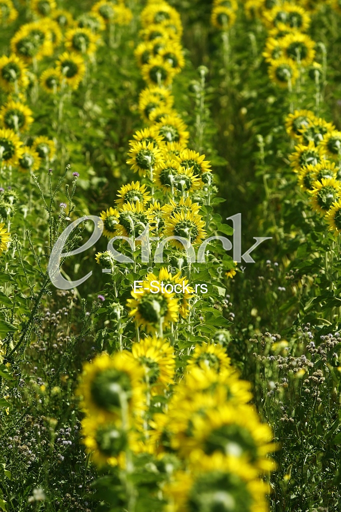 Field of sunflowers