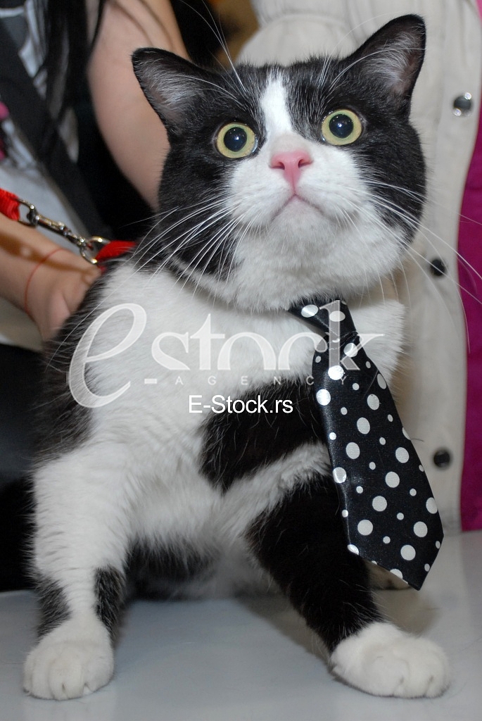 Cat show