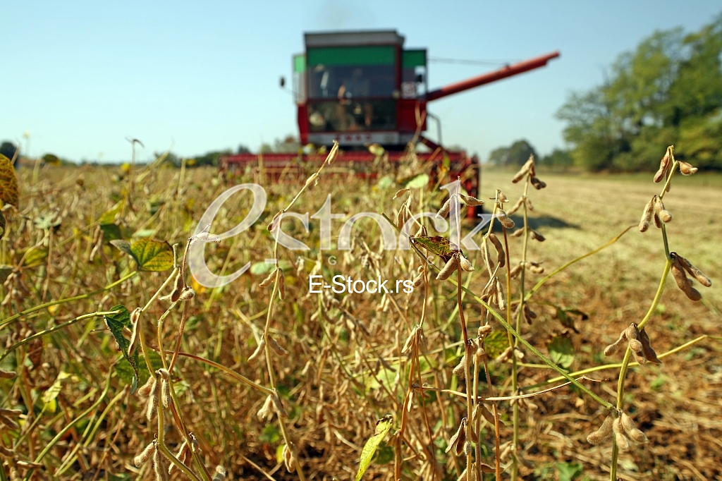 Soybean