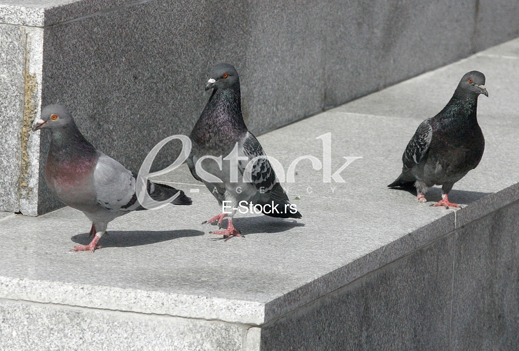 pigeon, dove, culver