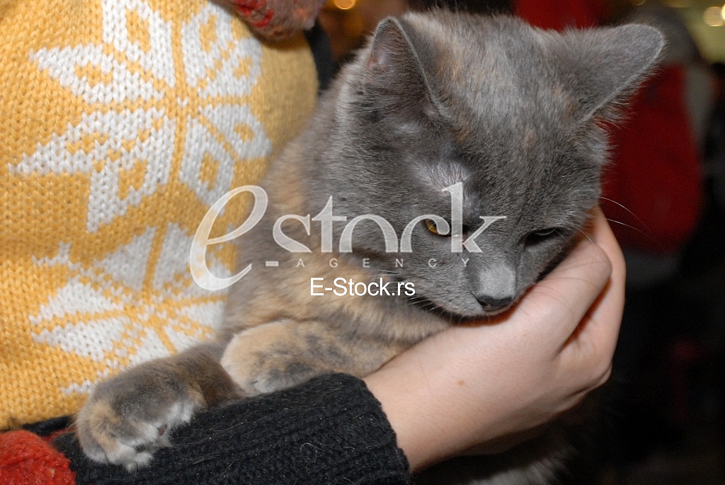 Cat show