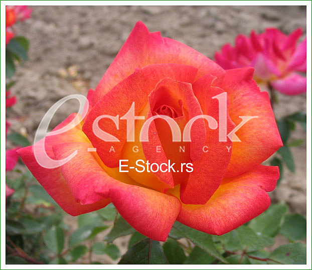 Ruza, cvet, rose flower