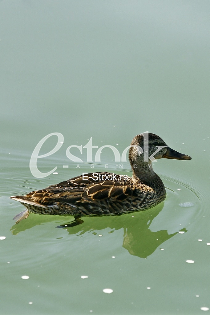 duck on the water
