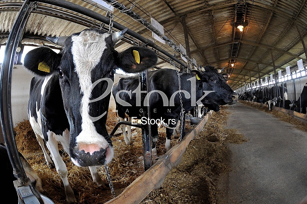 cow