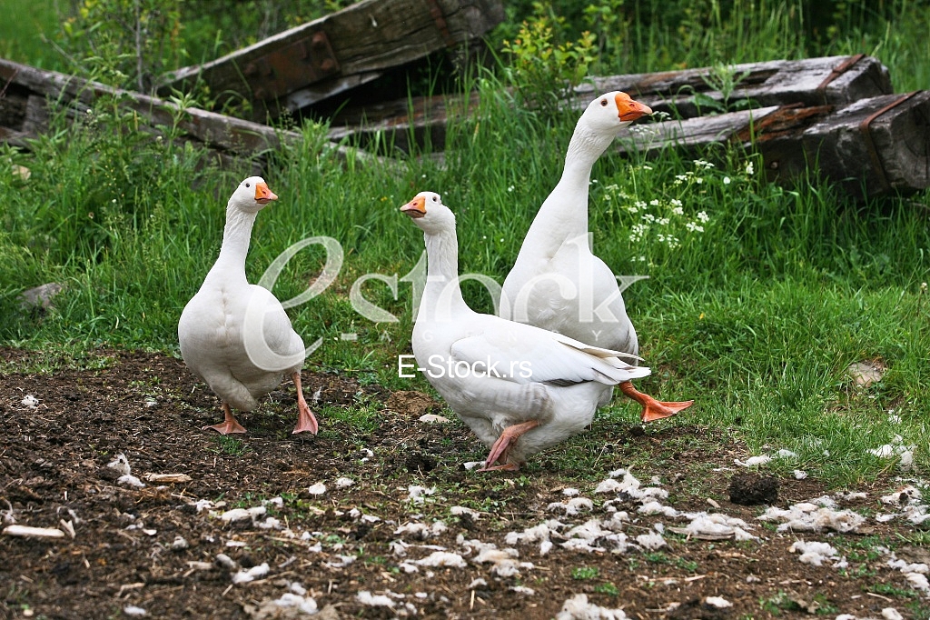 white geese in the village isolated