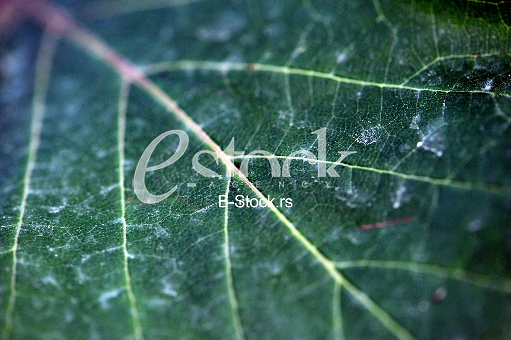 Fruits