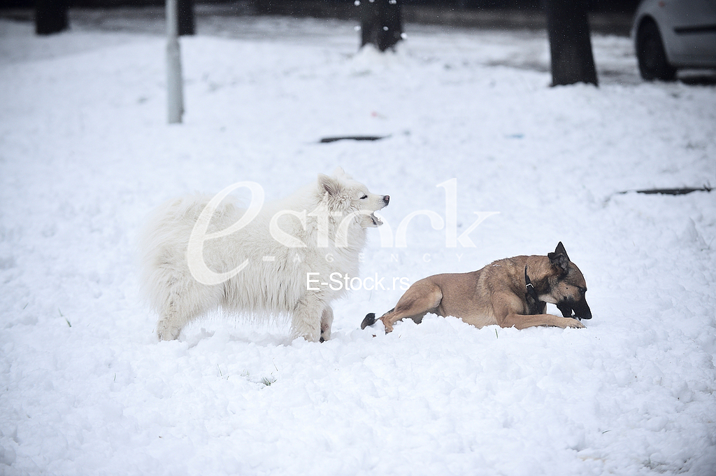 Sibirski Samojed