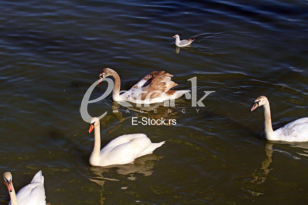 Labudovi na Dunavu, Swans on the Danube