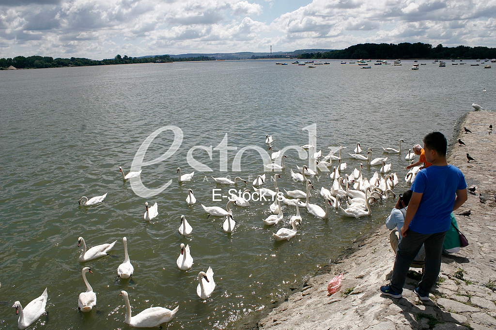 dunav , zemun, labudovi