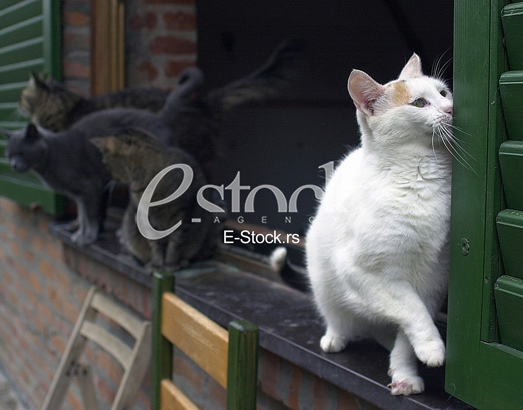 Animal Shelter