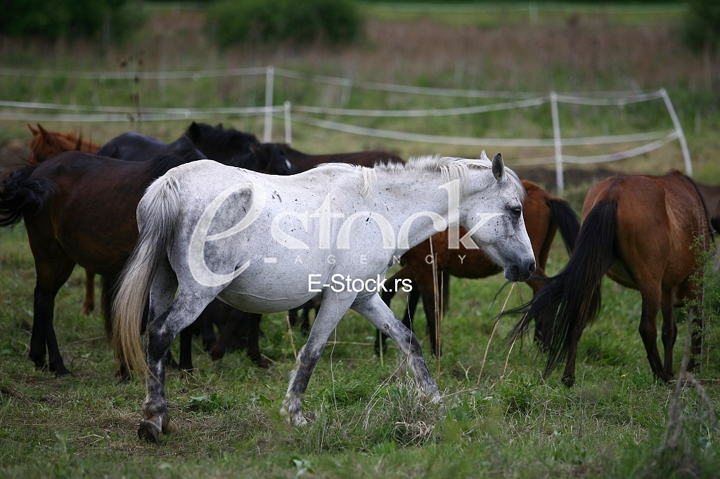 horses in the countryside in a field near mountains