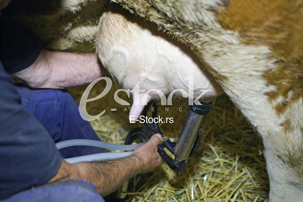 Cow