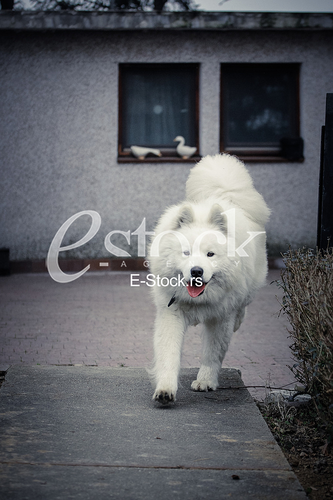 Samoyed