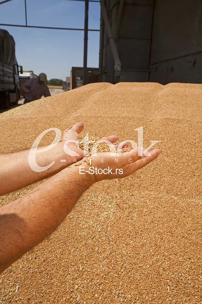 Agriculture