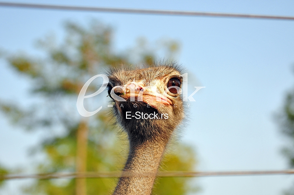 Ostrich, animal