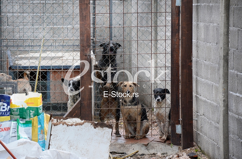 Association for adoption dogs 