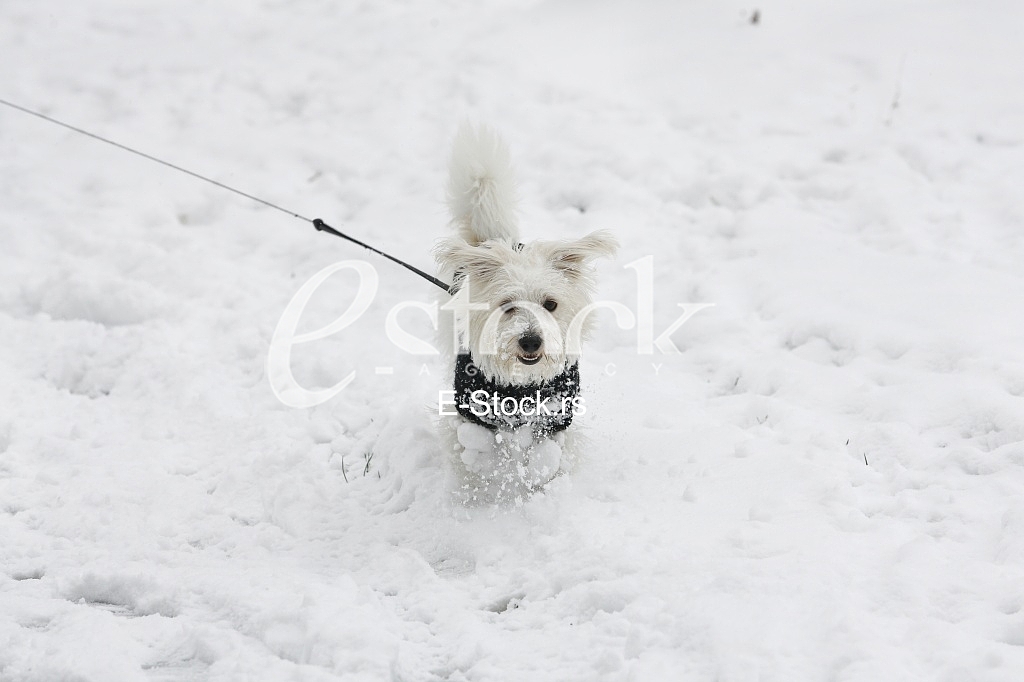 little white dog terrier winter