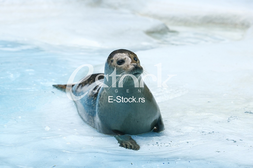 seal resting on the water