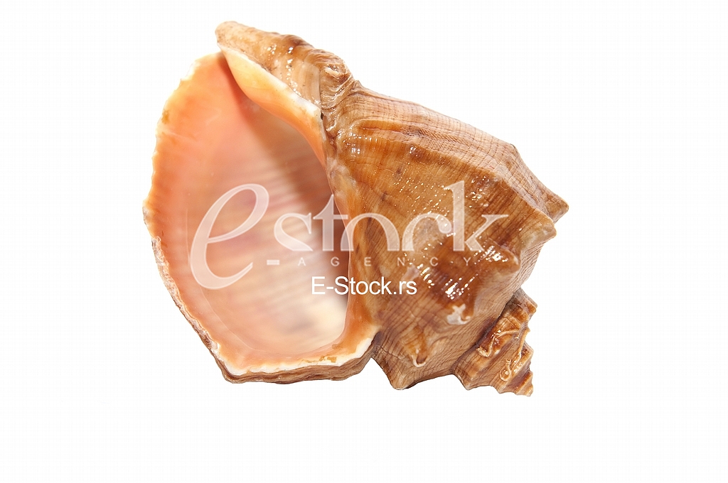 seashell