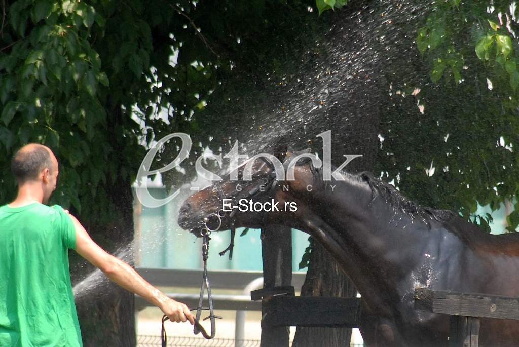 Horse