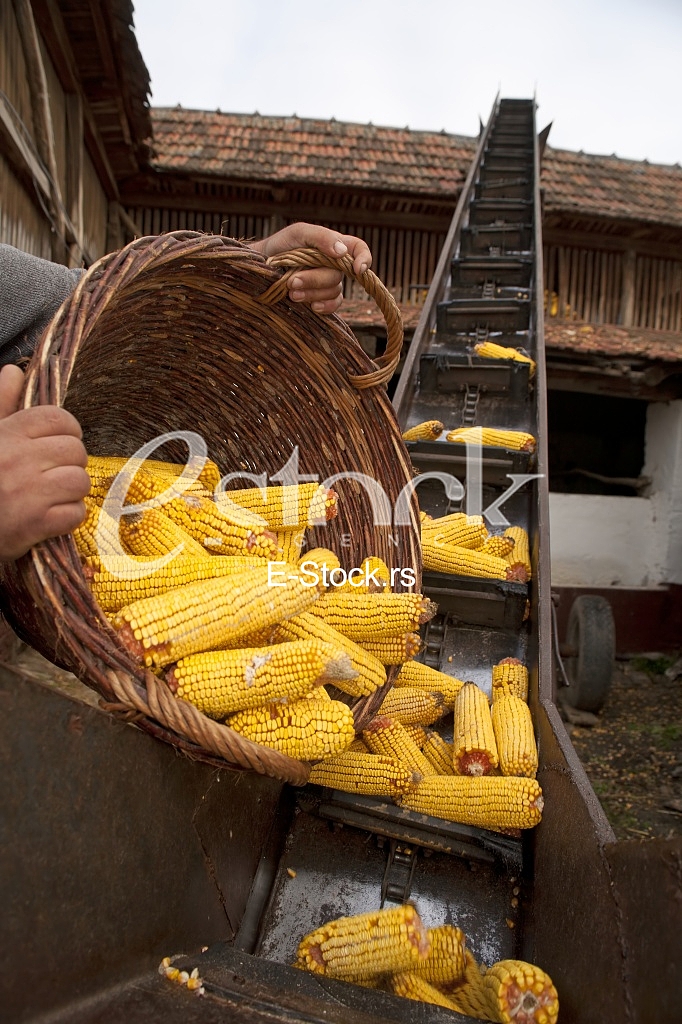 Corn factory