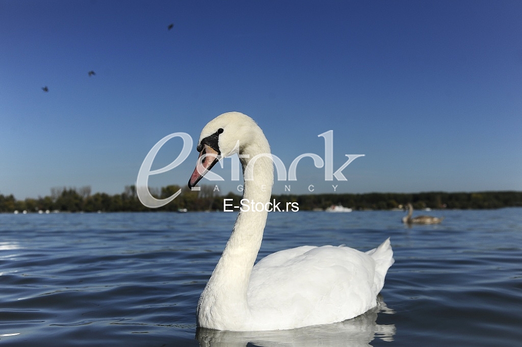 swan on blue water