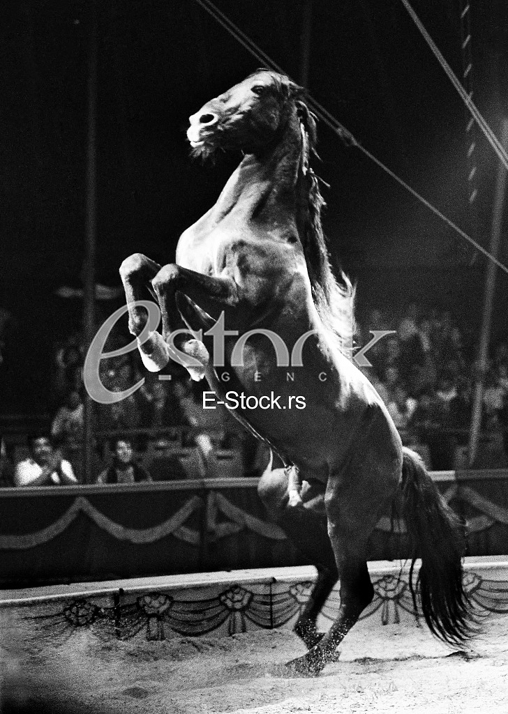 Circus