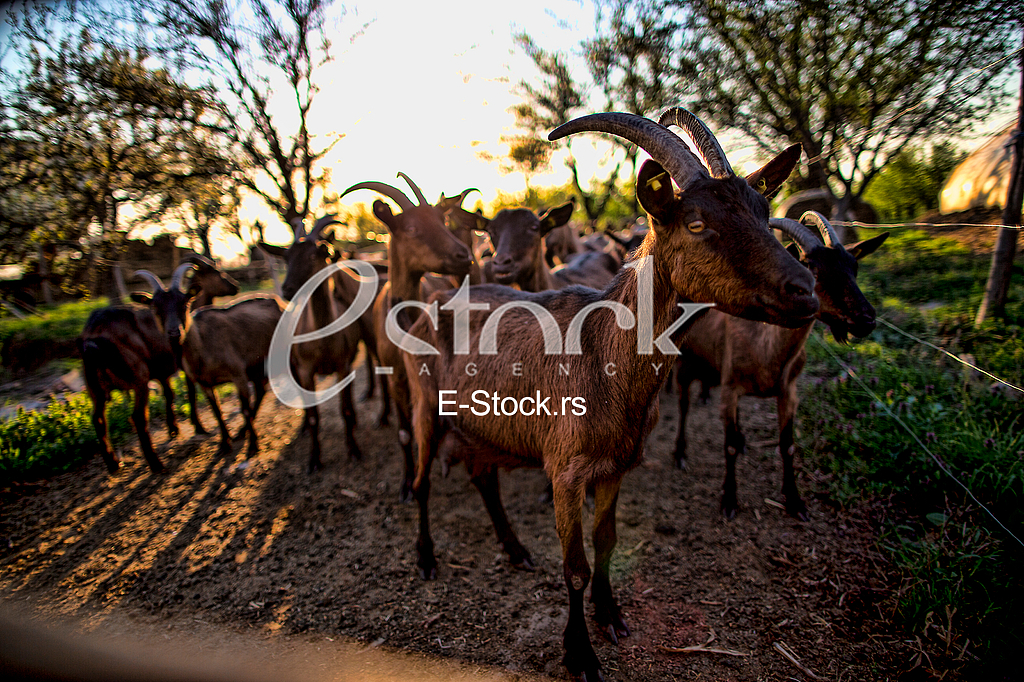 Goat farm Serbia