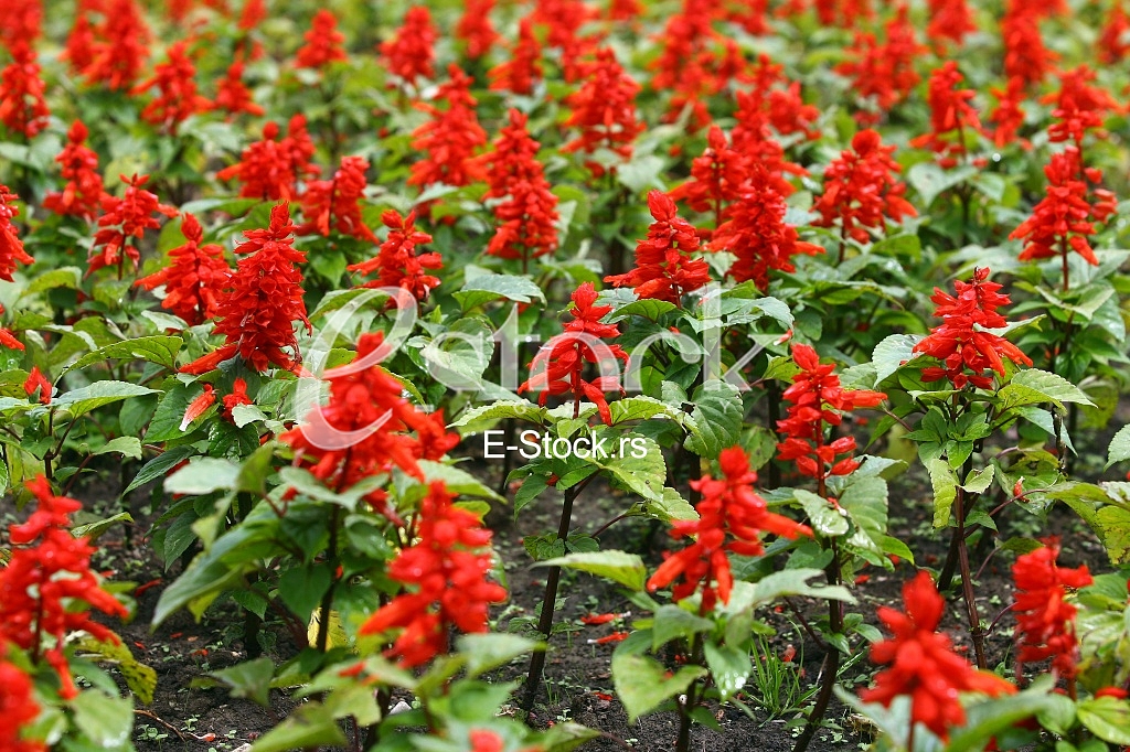 red Flower Field Fresh Bright Sunny Day