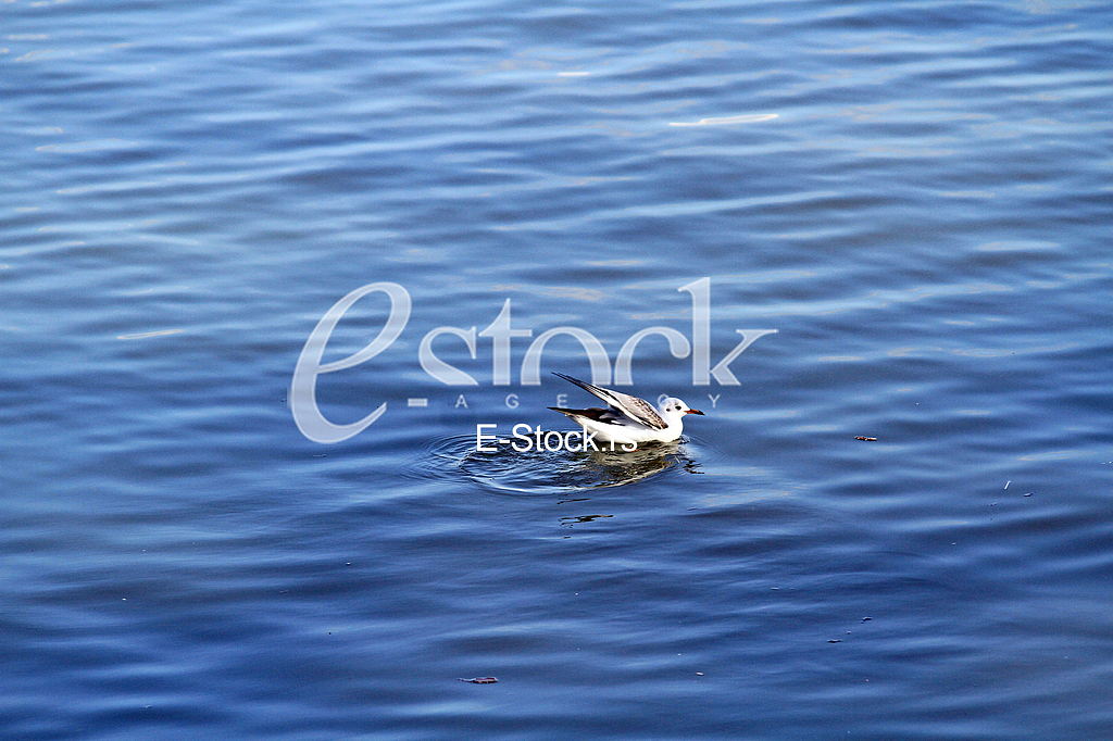 Galeb na reci Dunav, Seagull on the Danube river