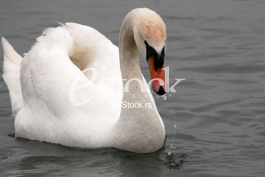 White swans