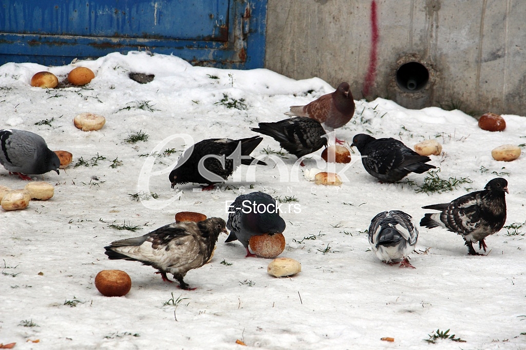 Pigeons