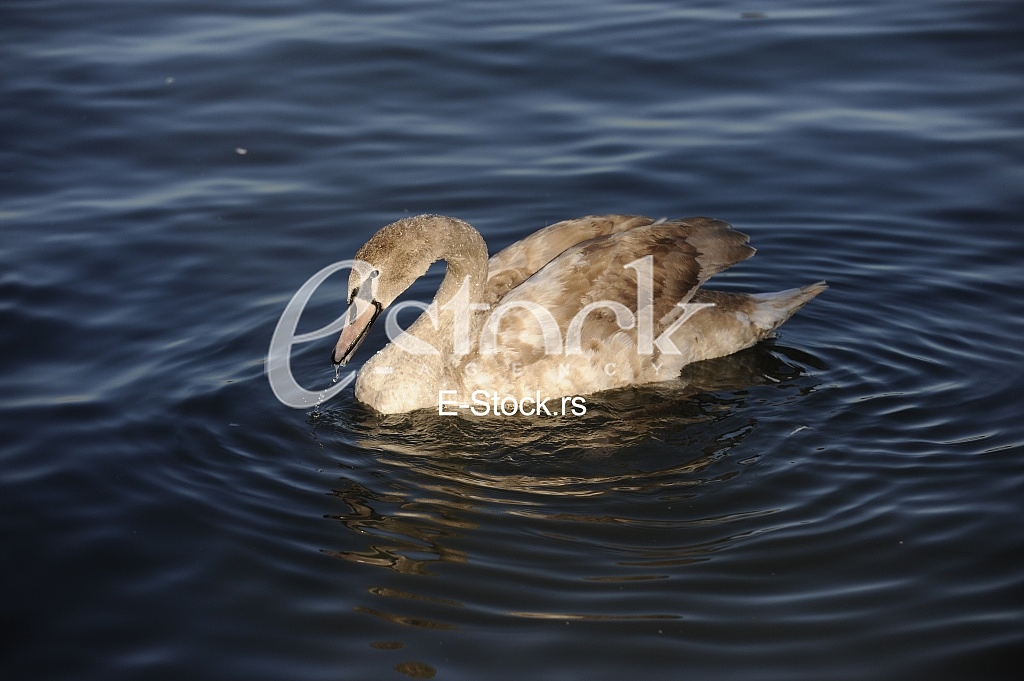 Swan on the River