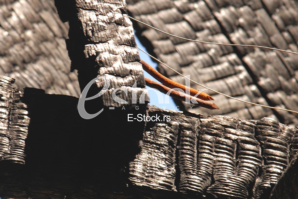 Ecology