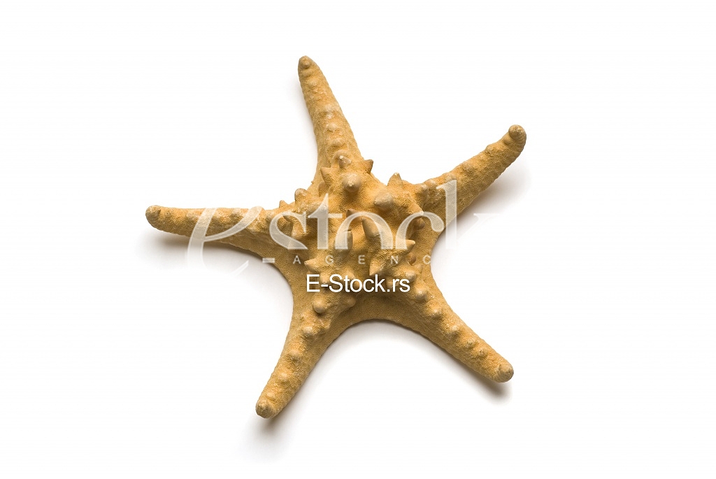 Starfish, shell