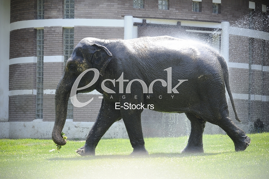 Belgrade zoo on summer day