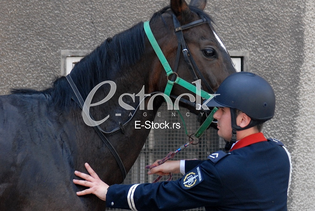 Mounted police patrol