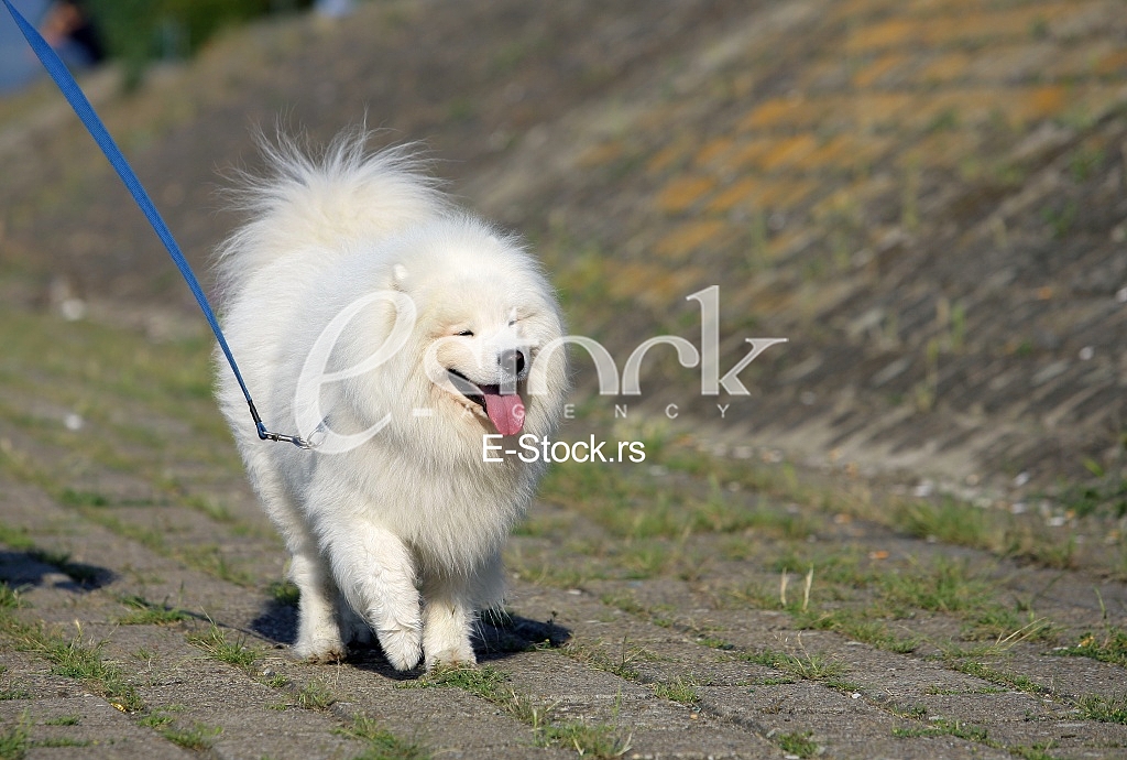 walking the dog on a beautiful sunny day